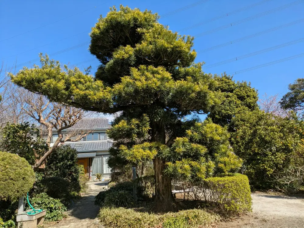 農園ギャラリー写真27