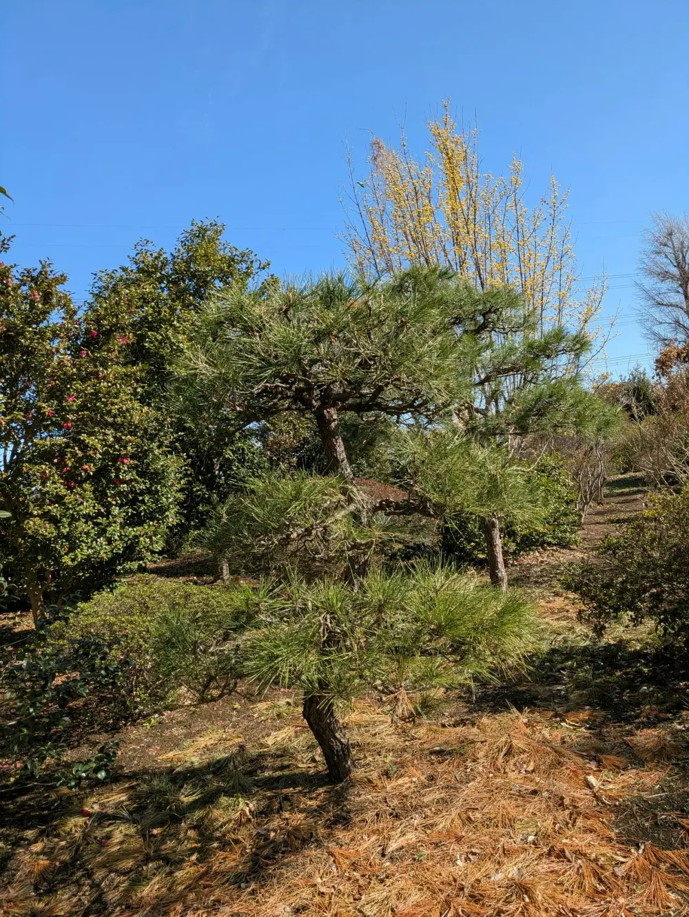 農園ギャラリー写真31