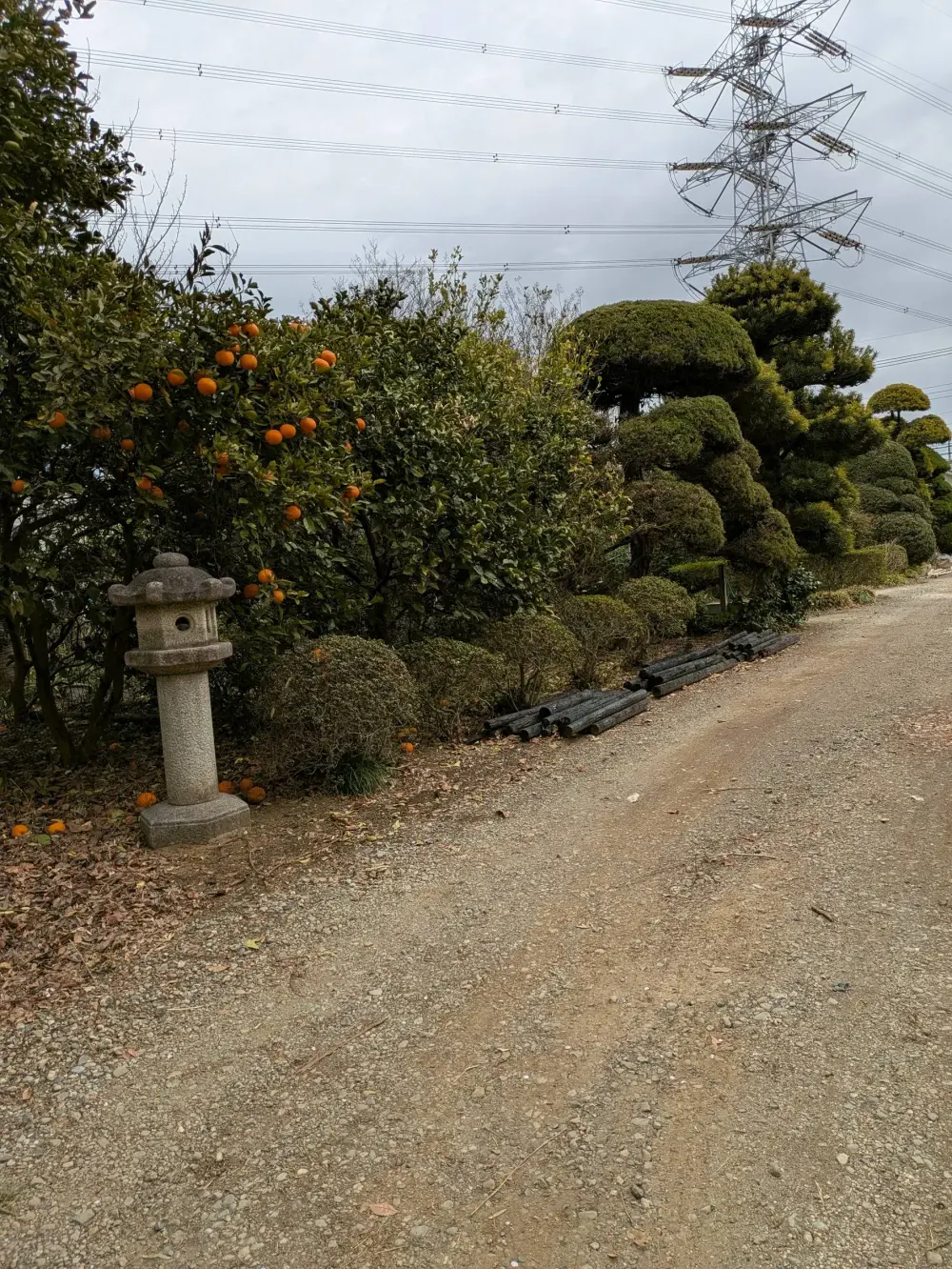 農園ギャラリー写真35