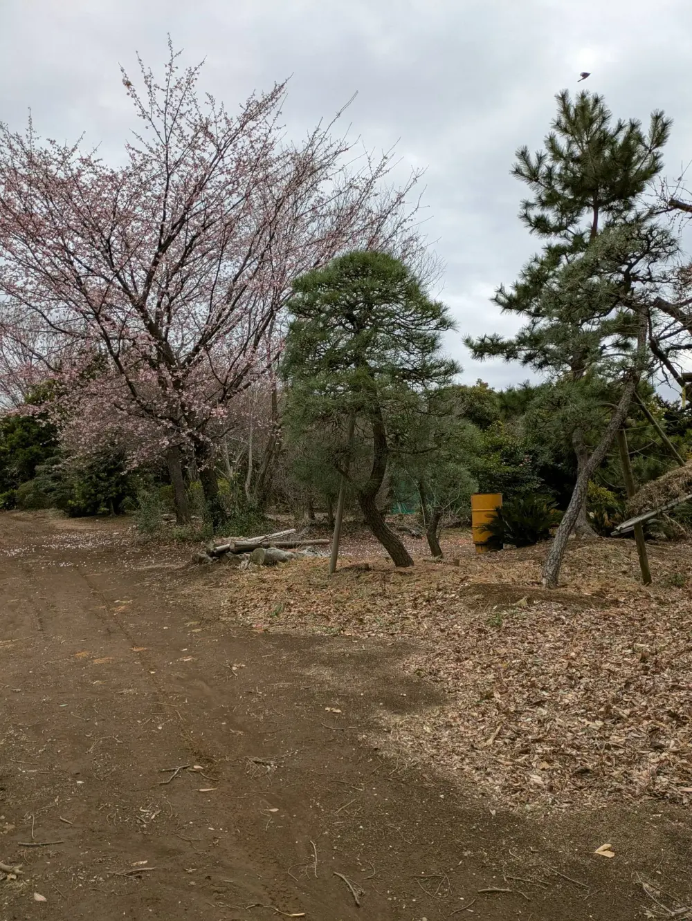 農園ギャラリー写真36