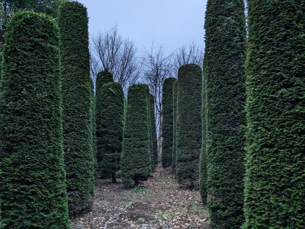多様な樹種を育成する農園