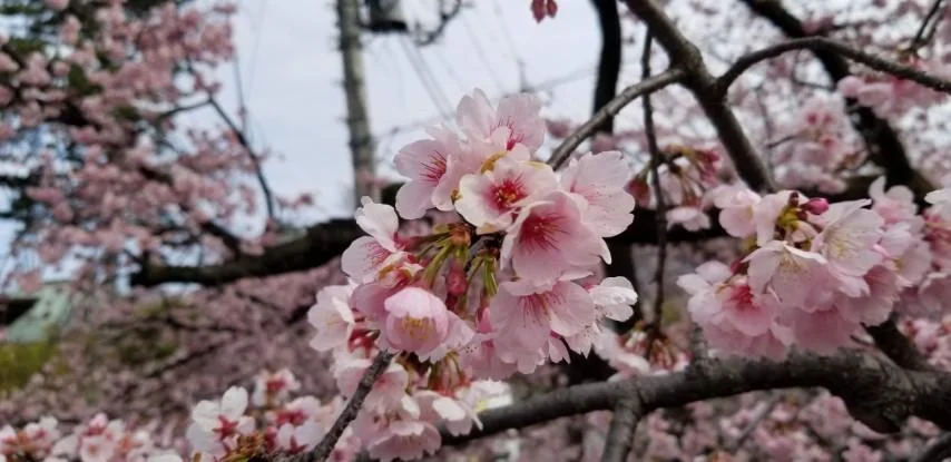 密蔵院の安行桜