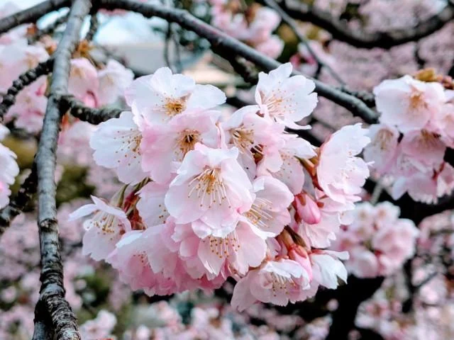 安行桜6
