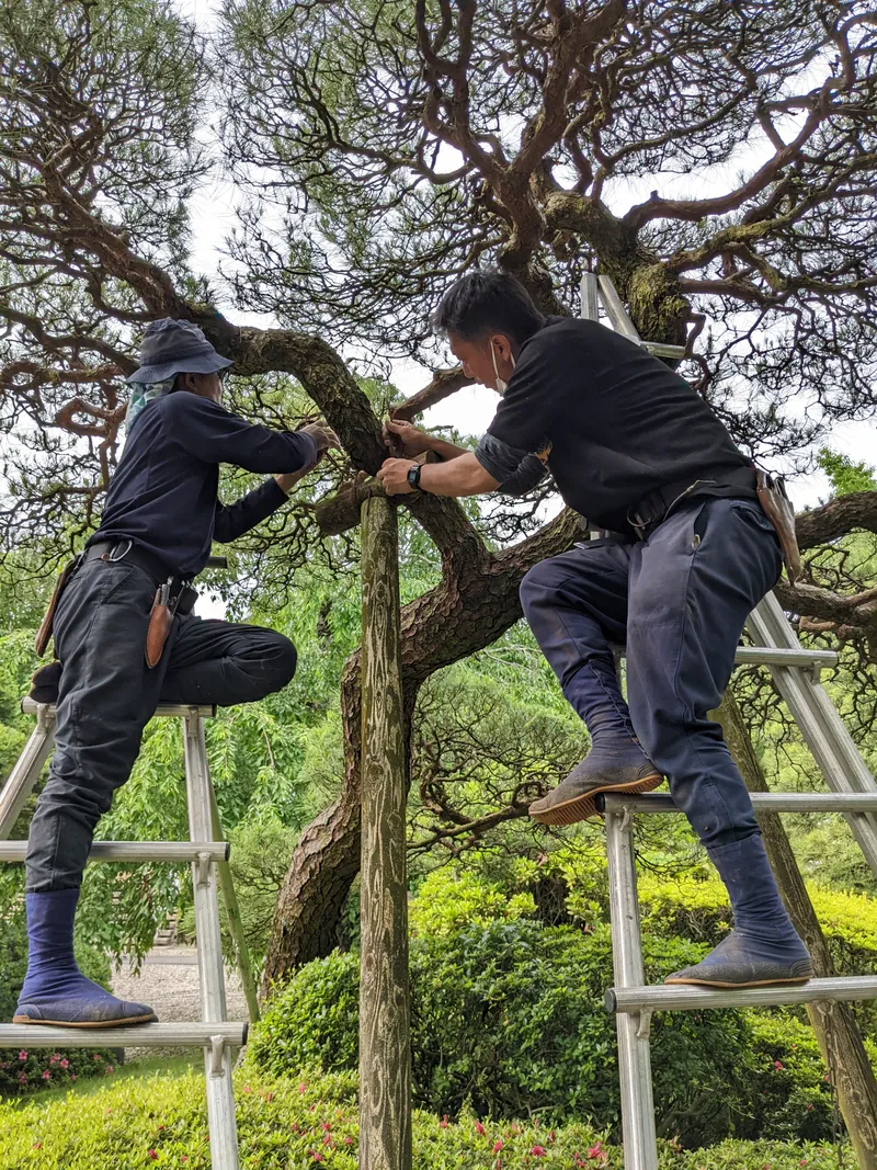 樹木・植物に関する作業
